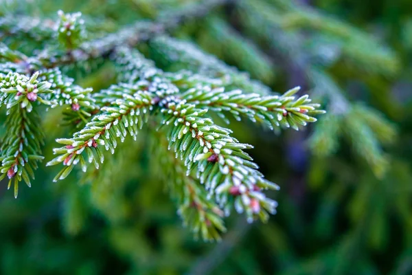 The branches of spruce in frost — Stock Photo, Image