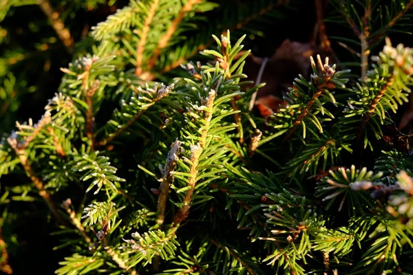 Spruce grenarna i solen — Stockfoto