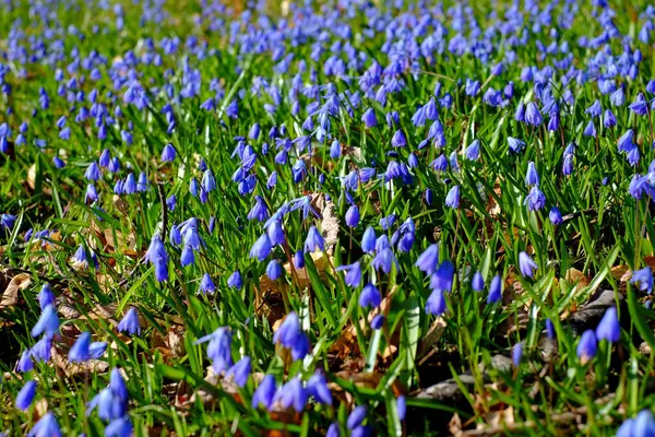 Spring Scilla blue — Stock Photo, Image