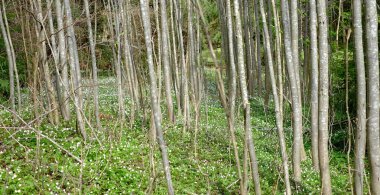 Beyaz çiçekler ve orman