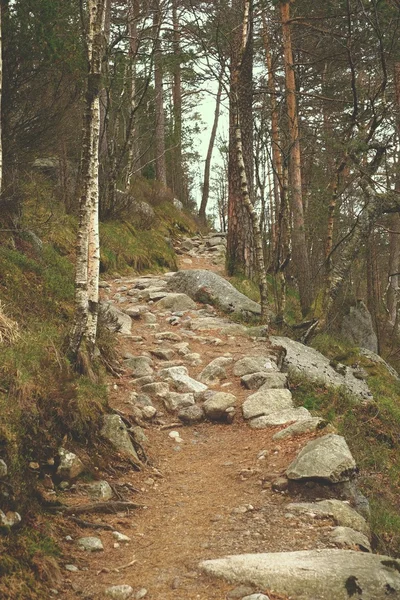 조약돌에 숲의 흔적 — 스톡 사진