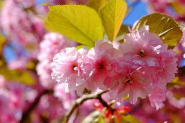 Dalları sakura, çiçeği