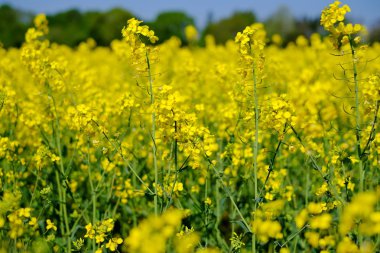 Kolza tohumu alan, kanola