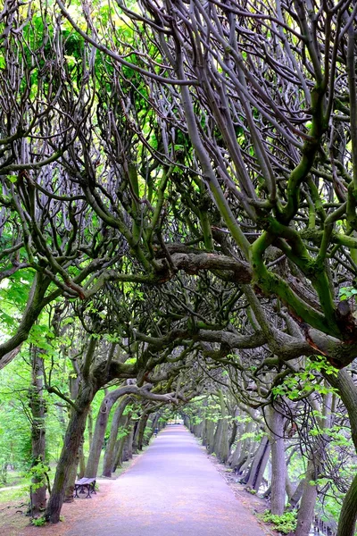 Yol boyunca ağaçlar