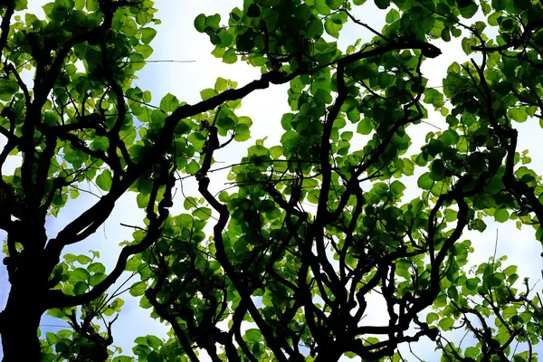 Folhas translúcidas da árvore — Fotografia de Stock