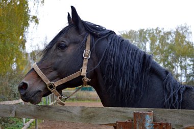 at, at nalı, arka plan