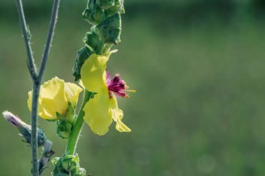 Yeşil bahçedeki güzel sarı çiçek, yakın çekim, açık hava fotoğrafçılığı.