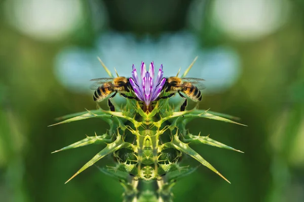 Beautiful Purple Flower Bees Green Garden Close Abstract Photography — Stock Photo, Image