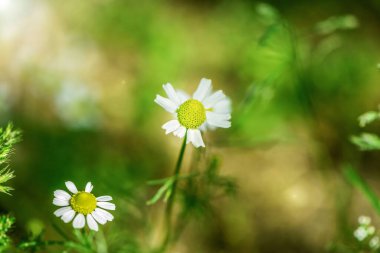 Bahçedeki güzel papatyalar, yakın çekim, makro fotoğrafçılık.