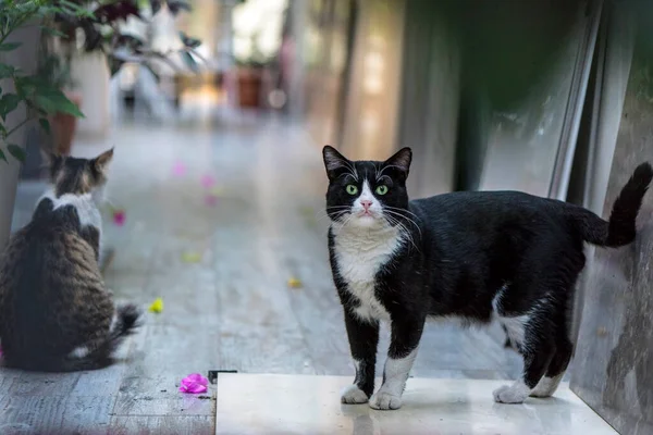 Gato Esmoquin Está Mirando Cámara Con Otro Gato Que Está —  Fotos de Stock