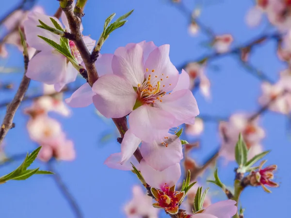Almond Flower Branch Background — Stock Photo, Image