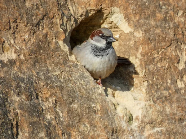 Pfbdomesticus Bird Wildlife — стоковое фото