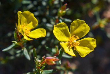 Halimium libanotis - Vahşi Sarı Çiçek