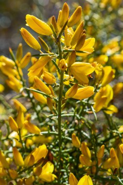 Aliaga, aulaga morisca (Ulex parviflorus) Vahşi Sarı Çiçek