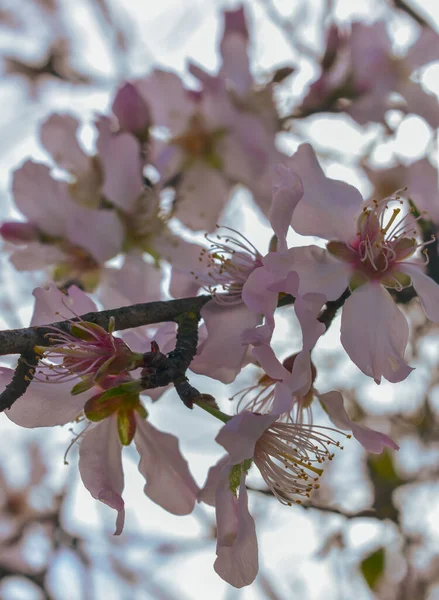 Almond Flowers Blossom Almond Seed Wooden — Stock Photo, Image