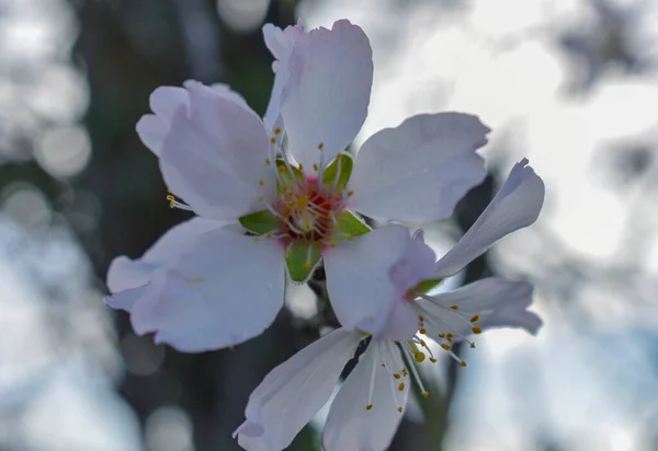 Mandelblüten Und Mandelkerne Auf Holz — Stockfoto