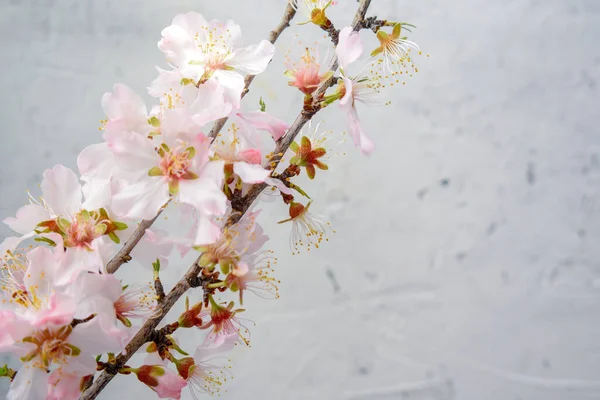 Almond Flowers Blossom Almond Seed Wooden — Stock Photo, Image