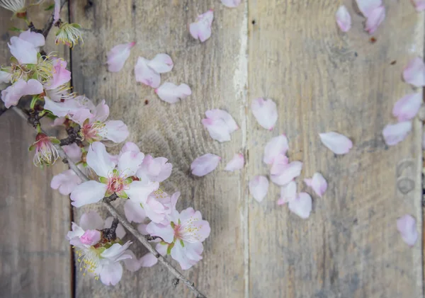 Almond Flowers Blossom Almond Seed Wooden — Stock Photo, Image