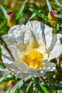 Cistus ladanifer, Gum rockrose Beyaz Arkaplanda