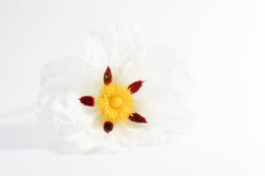 Cistus ladanifer, Gum rockrose Beyaz Arkaplanda