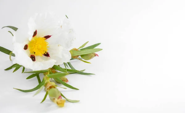 Cistus Ladanifer Gum Rockrose Fundal Alb fotografii de stoc fără drepturi de autor