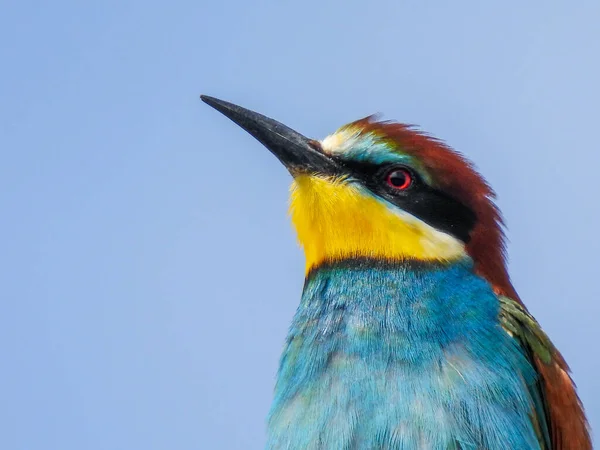 Abejaruco Comn Merops Apiaster — Fotografia de Stock