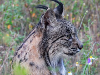 İber vaşağı (Lynx pardinus) Fotoğrafçılık