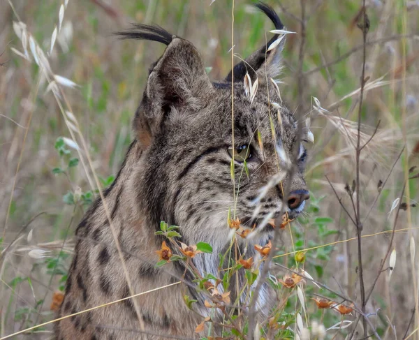 Ber Vaşağı Lynx Pardinus Fotoğrafçılık — Stok fotoğraf