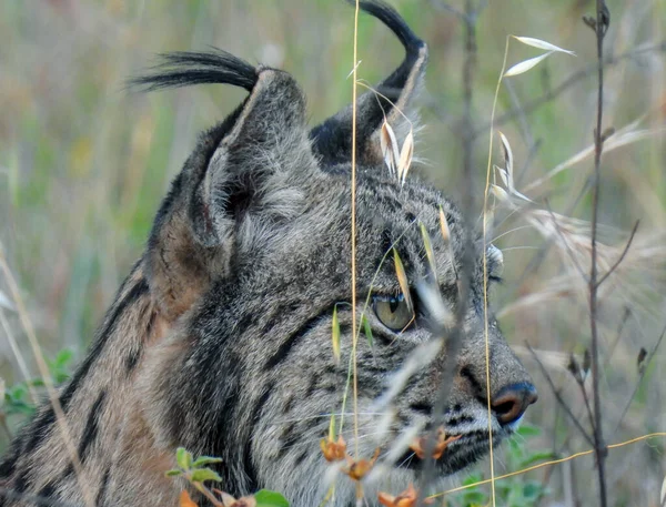 Iberský Rys Lynx Pardinus Fotografie — Stock fotografie