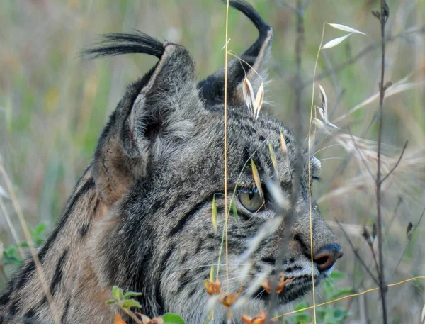 Ber Vaşağı Lynx Pardinus Fotoğrafçılık — Stok fotoğraf