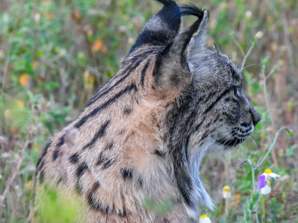 Ber Vaşağı Lynx Pardinus Vahşi Yaşam Fotoğrafçılığı — Stok fotoğraf