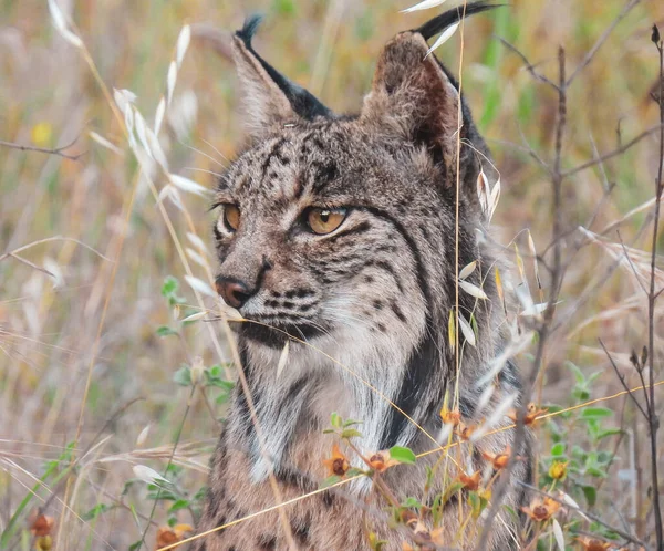 Ber Vaşağı Lynx Pardinus Vahşi Yaşam Fotoğrafçılığı — Stok fotoğraf