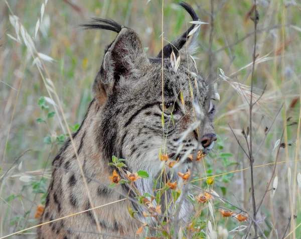 Iberský Rys Lynx Pardinus Fotografie Volně Žijících Živočichů — Stock fotografie