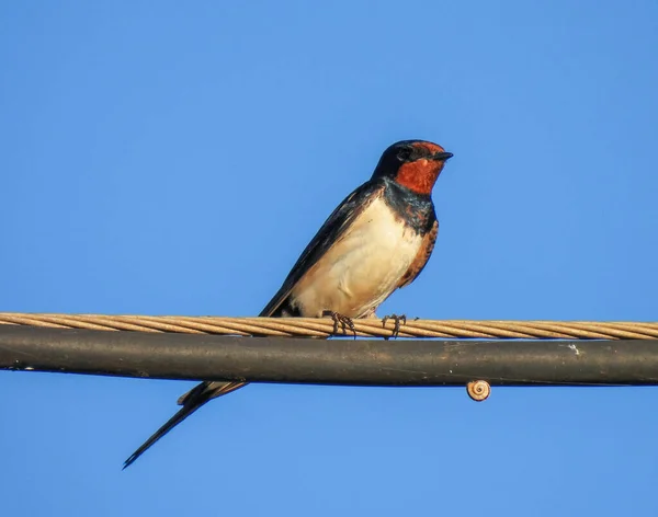 Ласточка Сарай Hirundo Rustica — стоковое фото