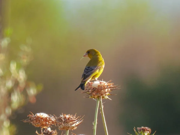 Greenfinch Formerly Serinus Citrinella — Stock Photo, Image