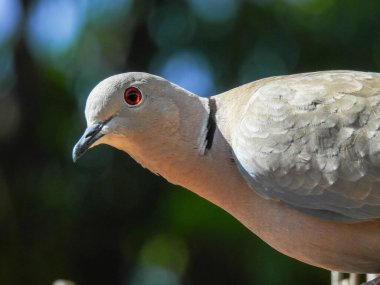 Streptopelia decaocto (Türk kaplumbağa güvercini))