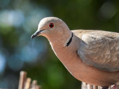 Streptopelia decaocto (Türk kaplumbağa güvercini))