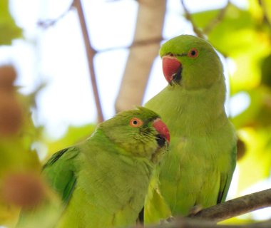 (Psittacula krameri) ya da halka boyunlu muhabbet kuşu