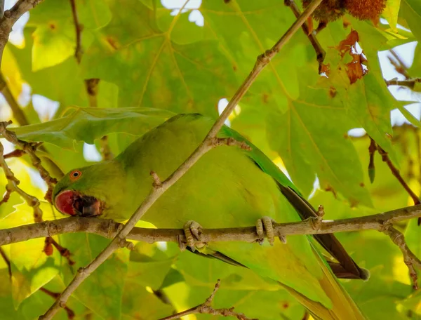 Psittacula Krameri Nebo Papoušek Kroužkovým Výstřihem — Stock fotografie