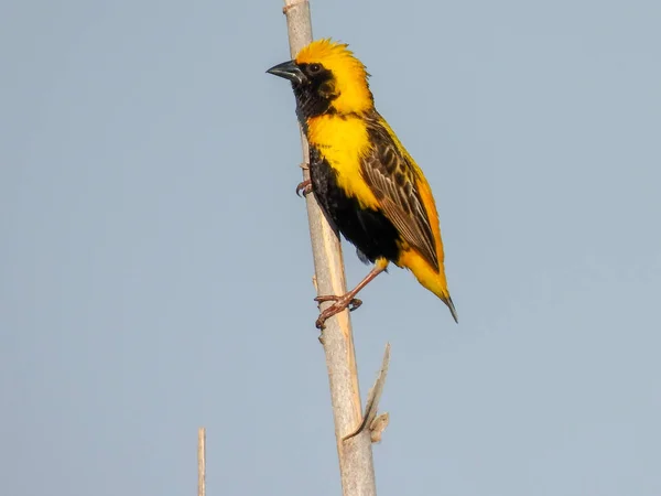 Euplectes Afer Vescovo Con Corona Gialla Fotografia Naturalistica — Foto Stock