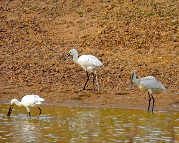 Common Spoonbill Platalea Leucorodia — Stock Photo, Image