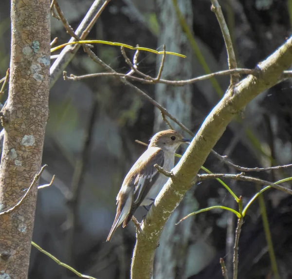 Серая Мухоловка Muscicapa Striata — стоковое фото