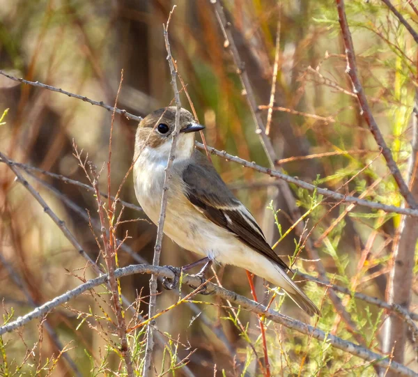 Сірий Мухоловка Muscicapa Striata — стокове фото