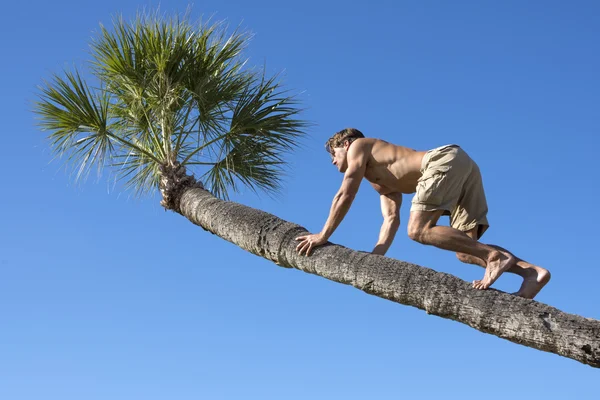 Muscular man climbing trunk of palm tree — Stock Photo, Image