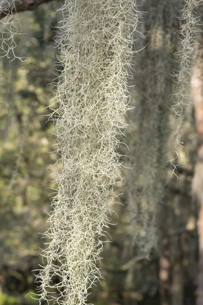 İspanyolca moss closeup vahşi — Stok fotoğraf