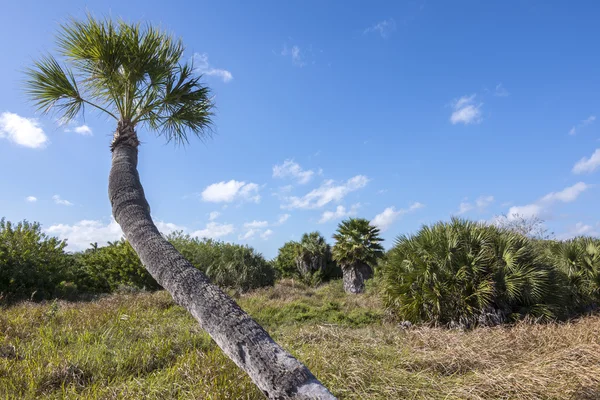 Krajobraz wybrzeża Zatoki Florydzie — Zdjęcie stockowe