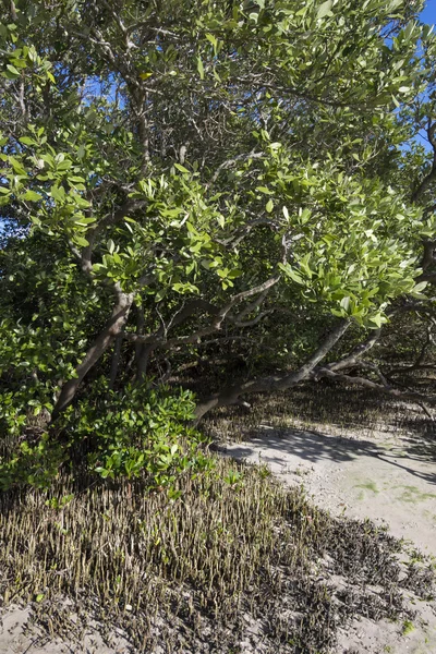 Mangrovie nere con pneumatofori che si innalzano sopra il fango — Foto Stock