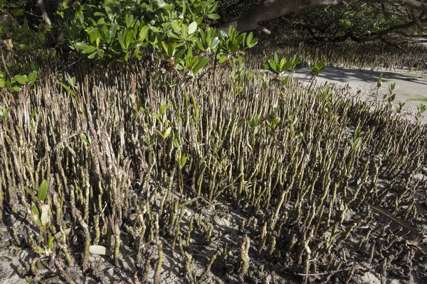 Closeup black mangrove pneumatophores at low tide — Stock Photo, Image