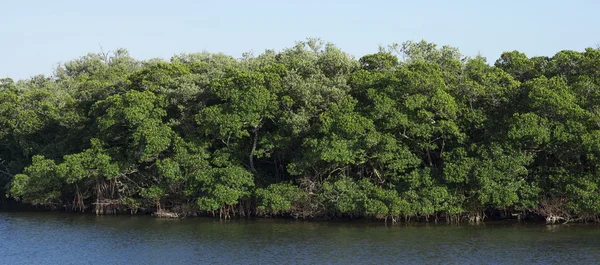 Panoramic of healthy mangrove forest — Stock Photo, Image