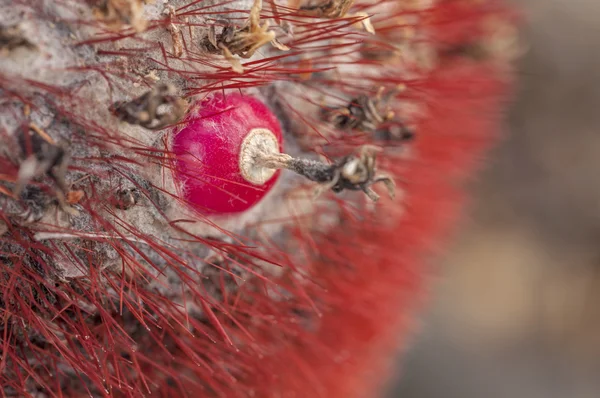 Melocactus fruit gros plan — Photo